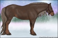Horse Color:Liver Chestnut 