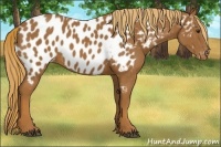Horse Color:Chestnut Appaloosa 