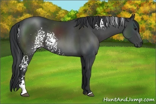Horse Color:White Spotted Black