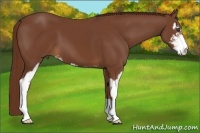Horse Color:Chestnut Sabino