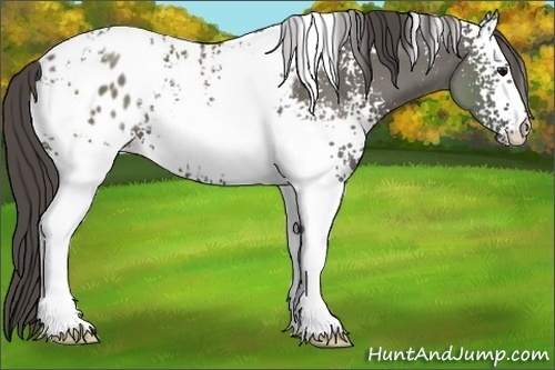 Horse Color:White Spotted Grullo Appaloosa 