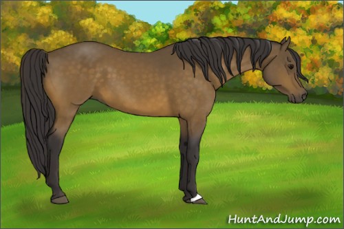 Horse Color:Buckskin 