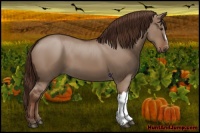 Horse Color:Liver Red Dun 