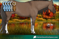 Horse Color:White Spotted Liver Red Dun 