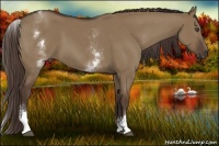 Horse Color:White Spotted Liver Red Dun