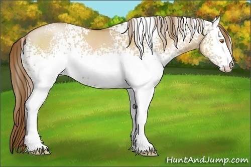 Horse Color:White Spotted Brown Pearl Dun 
