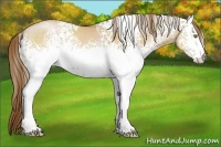 Horse Color:White Spotted Brown Pearl Dun 