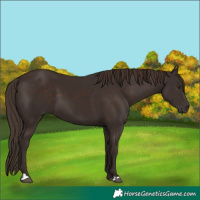 Horse Color:Liver Chestnut 