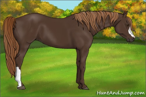 Horse Color:Liver Chestnut 