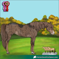 Horse Color:Liver Red Dun Splash Brindle