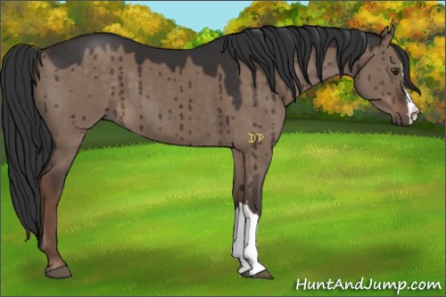 Horse Color:Liver Red Dun 