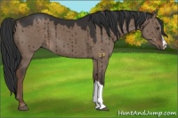 Horse Color:Liver Red Dun