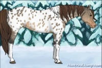 Horse Color:Brown Dun Tobiano Appaloosa 