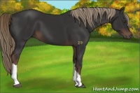 Horse Color:Liver Chestnut 