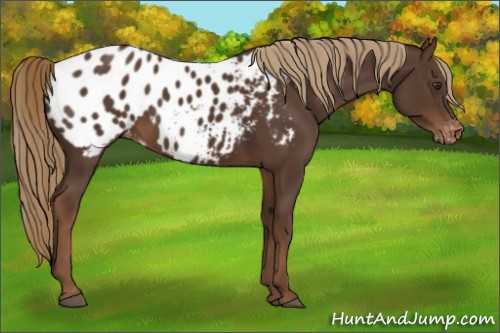 Horse Color:Liver Chestnut Appaloosa 