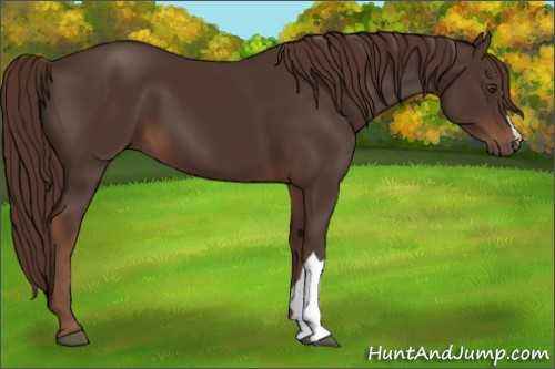 Horse Color:Liver Chestnut 