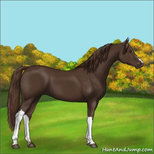 Horse Color:Liver Chestnut 