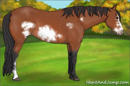 Horse Color:Bay Frame 