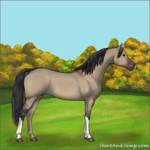 Horse Color:Brown Dun 