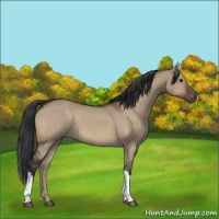 Horse Color:Brown Dun 