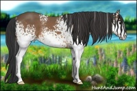 Horse Color:White Spotted Buckskin 