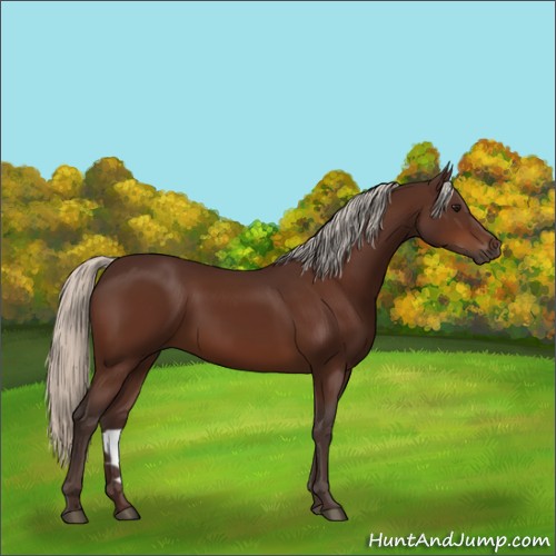 Horse Color:Silver Bay