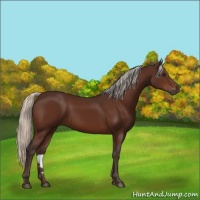 Horse Color:Silver Bay 