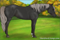 Horse Color:Gray Silver Black 
