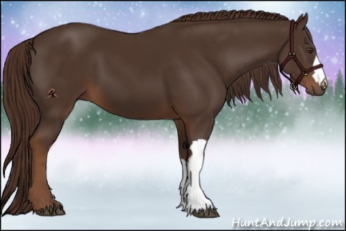Horse Color:Liver Chestnut 