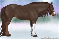 Horse Color:Liver Chestnut