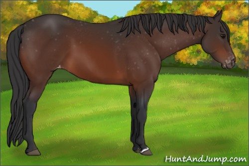 Horse Color:Brown Appaloosa 