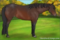Horse Color:Brown Appaloosa 
