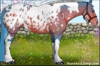 Horse Color:Watercolor White Spotted Bay Tobiano Appaloosa 