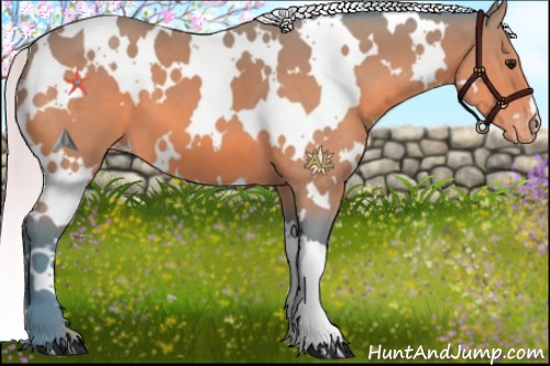 Horse Color:Watercolor White Spotted Silver Bay Appaloosa 