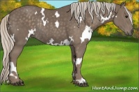 Horse Color:White Spotted Silver Black Rabicano 