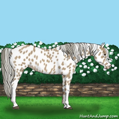 Horse Color:Chocolate Palomino Dun Near Leopard 
