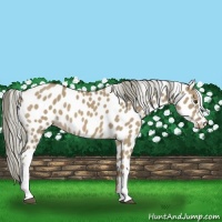 Horse Color:Chocolate Palomino Dun Near Leopard 