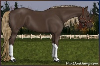 Horse Color:Liver Chestnut 