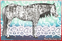 Horse Color:Grullo Sabino Splash  and Grullo Sabino Splash Appaloosa 