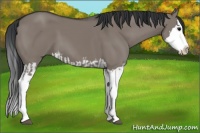 Horse Color:Grullo Sabino Splash  and Grullo Sabino Splash 