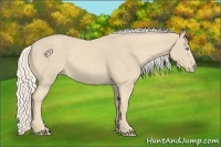 Horse Color:Cremello 