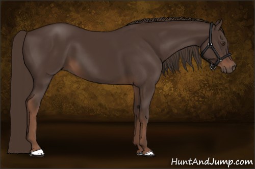 Horse Color:Liver Chestnut 