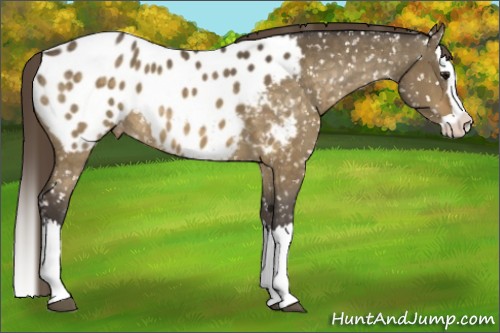Horse Color:Buckskin Dun Splash Blanket 