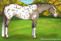 Horse Color:Buckskin Dun Splash Appaloosa 