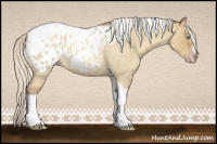 Horse Color:Gray Silver Amber Cream Champagne Roan Dun Splash Tobiano Frame Appaloosa Rabicano 