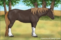 Horse Color:Liver Chestnut 