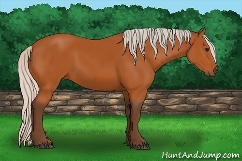 Horse Color:Silver Bay 
