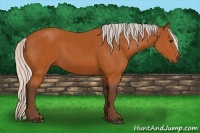 Horse Color:Silver Bay 