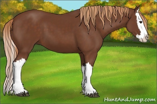 Horse Color:Chestnut Splash 