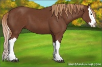 Horse Color:Chestnut Splash 